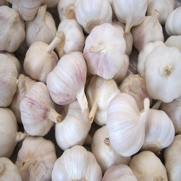 Garlic China|الثوم الصين - Box=10Pkt, Box