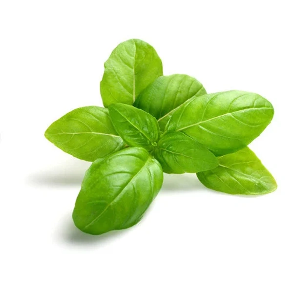 Basil Leaves (Tulsi Patta)