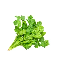 Coriander Leaves (Dhaniya Patta)