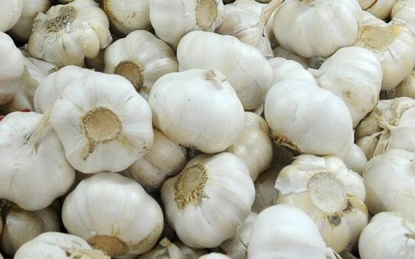 Garlic China (Leshun Mota)