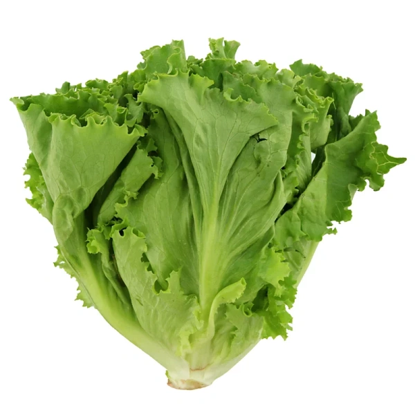 Lettuce Green Leaves