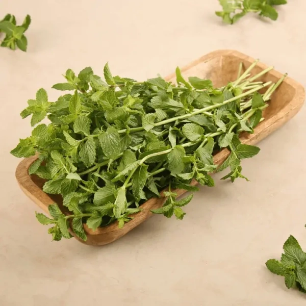Mint (Pudina)