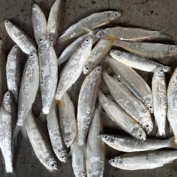 Desi Boroli - Cleaned Box Packed, 250g, Box Packed