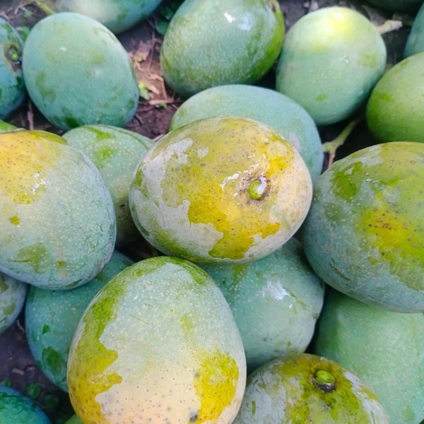 Himsagar Mango - 1Kg