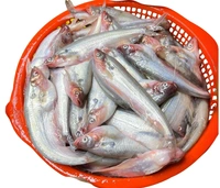Desi Pabda (Gross weight 500g)