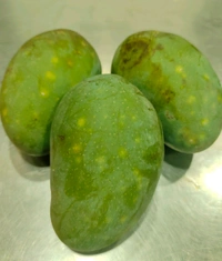 Malda Special Gopal Bhog Mango - carbide Free 