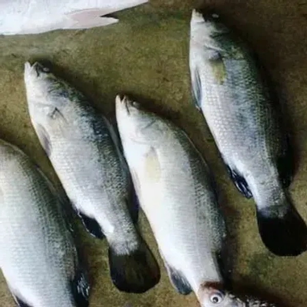 Desi Bhetki 250g - Cleaned Box Packed, 250g, Box Packed