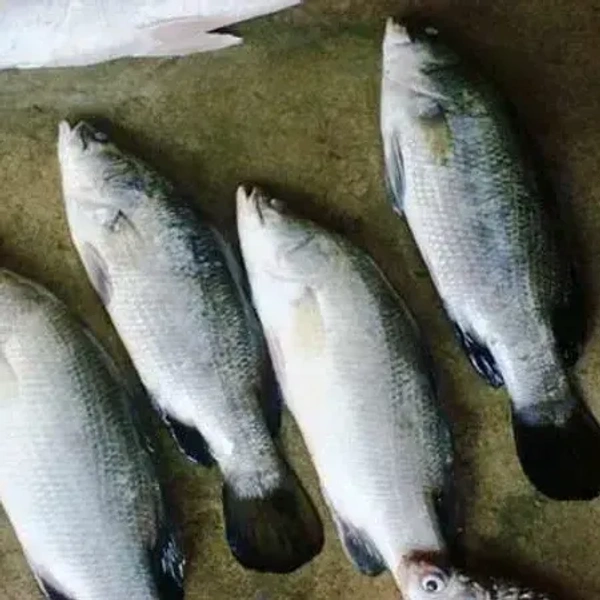 Desi Bhetki 500g - Cleaned Box Packed, 500g, Box Packed