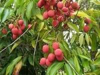 Desi litchi -500 g 
