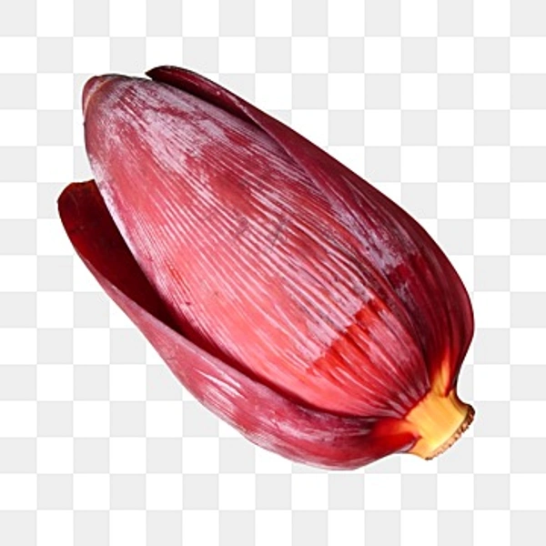 Mocha (Kathali Kola) - Medium