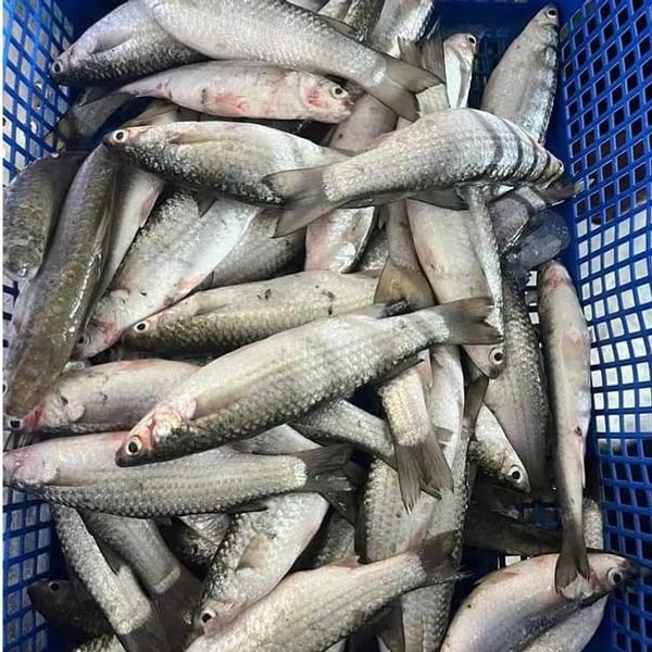 Desi Parshe 500g - Cleaned Box Packed, 500g, Box Packed