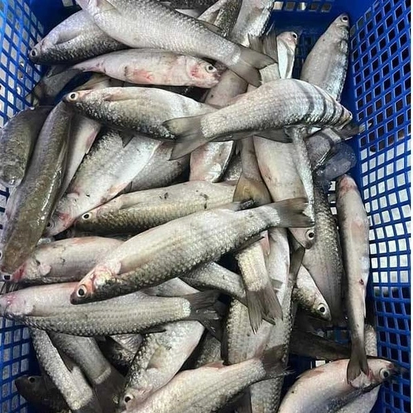 Desi Parshe 250g - Cleaned Box Packed, 250g, Box Packed