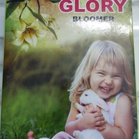 Glory Printed Bloomer Pant - ASST, 28