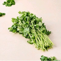 Coriander Leves 100g - Green