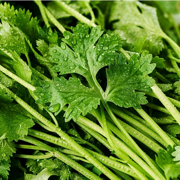 Coriander Leves 100g - Green