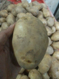 Aalu