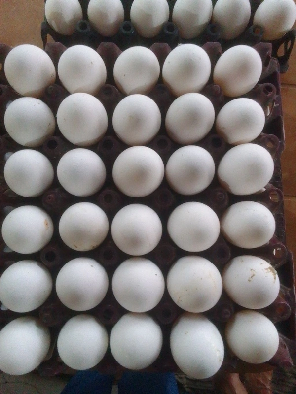 Egg - White