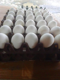 Egg - White