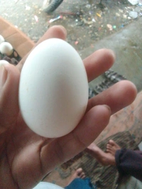 Egg - White