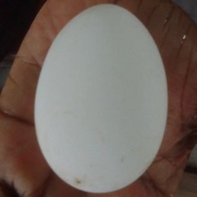 Egg