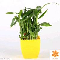 Indoor Plants 