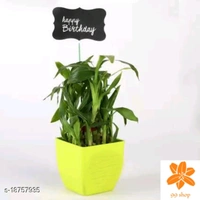 Indoor Plants 