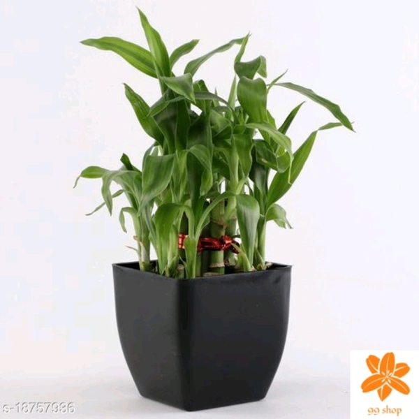 Indoor Plants 