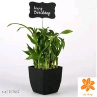 Indoor Plants 