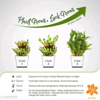 Indoor Plants 