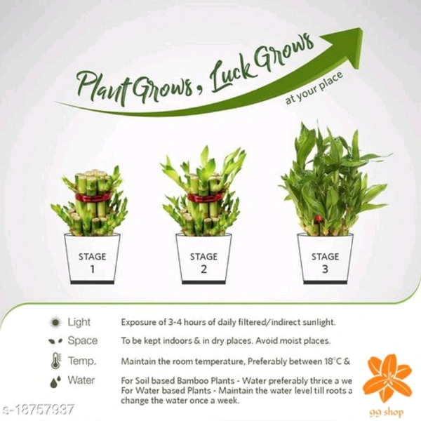Indoor Plants 