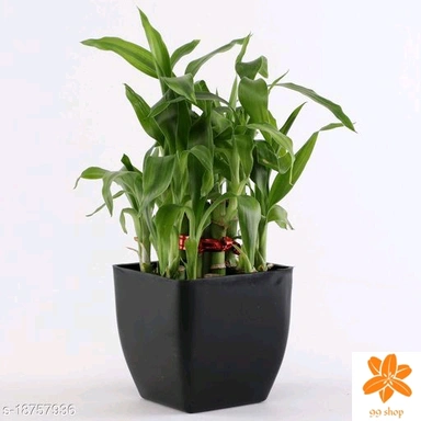 Indoor Plants 