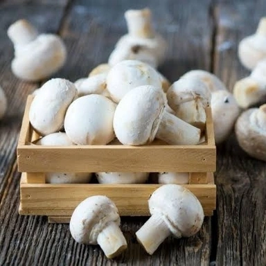 Mushroom