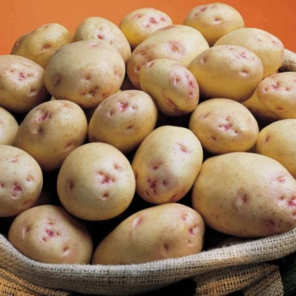 Potato  - 1