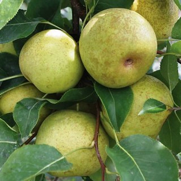Naspati (kashmiri)  - 1kg