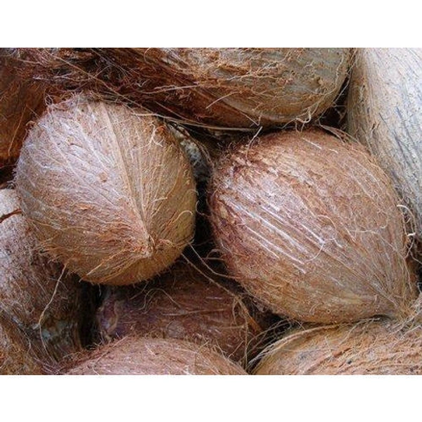 Coconut - 1pc