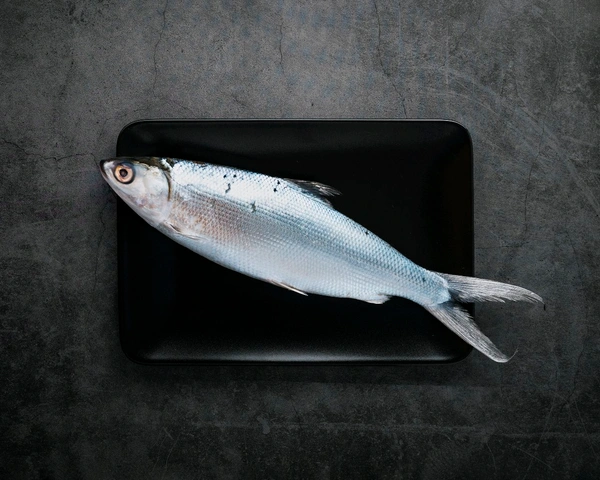 Surmai / King Fish/ Seer