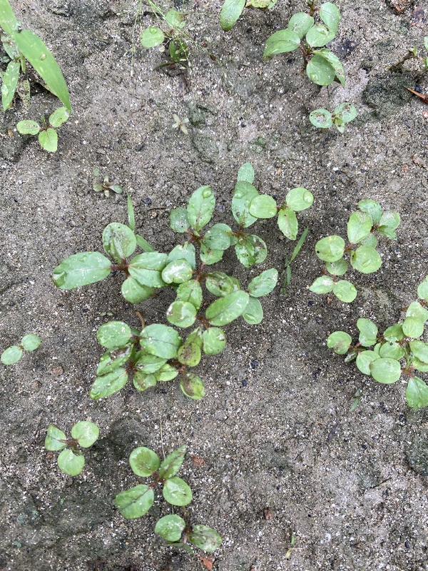 Anupam Seeds Chiramira Anupam 1kg