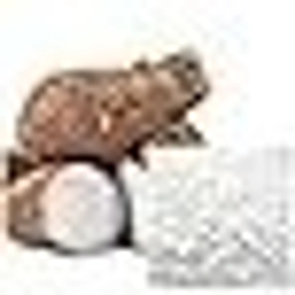 Arrowroot Powder - 100gm