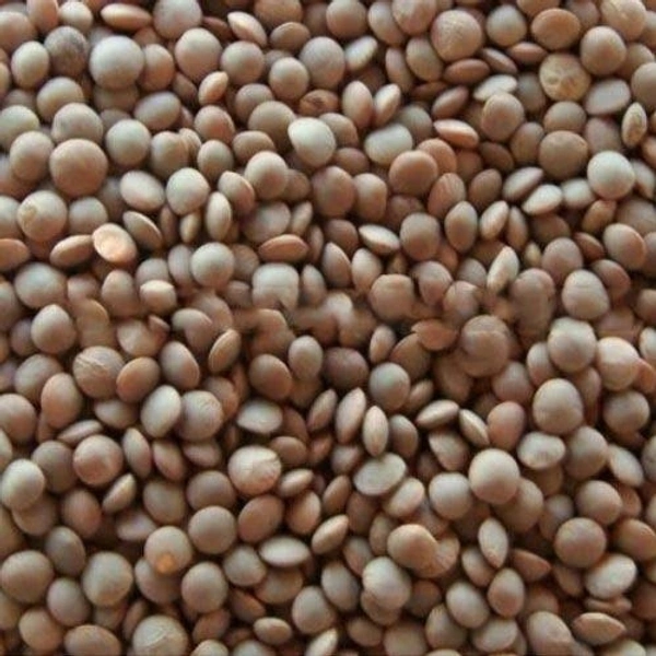 Whole Masoor dal