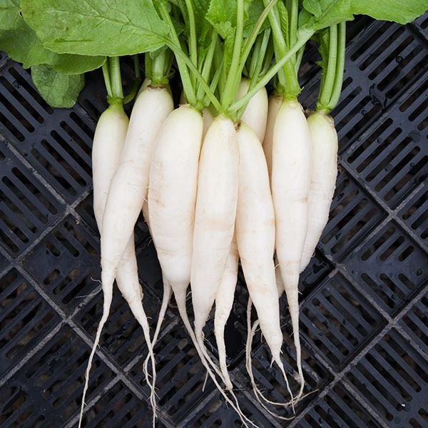 Radish(Muli) - 250g