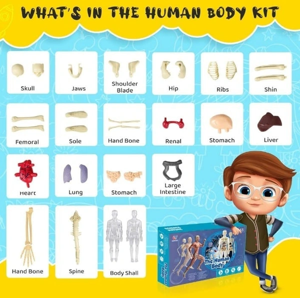 Highest selling currently🤞 Learn while playing How the human body works