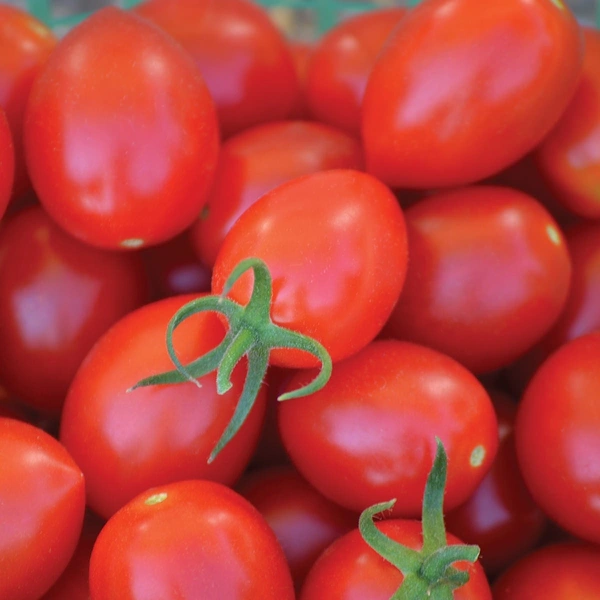 Tomato (Hybrid) : 500g