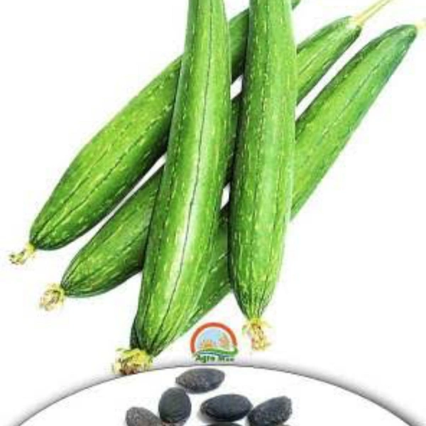 गिलकी - 1 kg