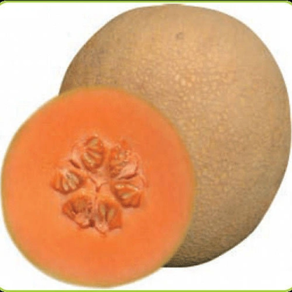 चिबडी - 1 kg