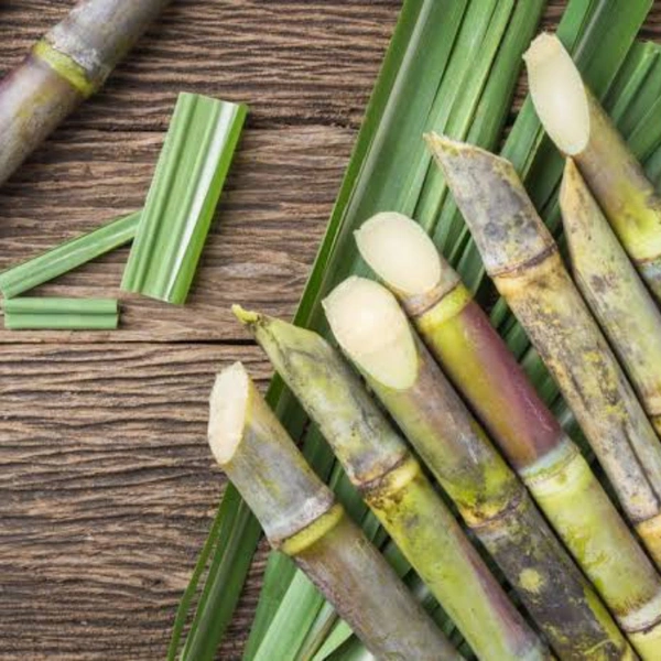 Sugarcane - 1 pcs
