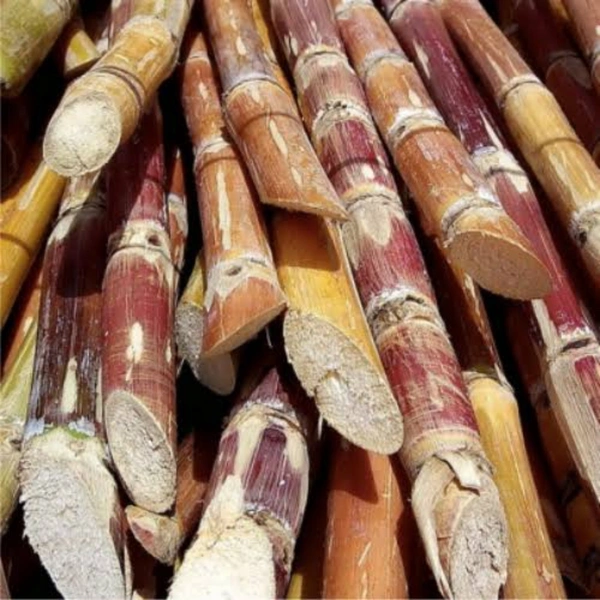 Sugarcane - 1 pcs