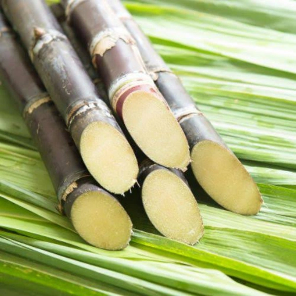 Sugarcane - 1 pcs