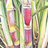 Sugarcane - 1 pcs