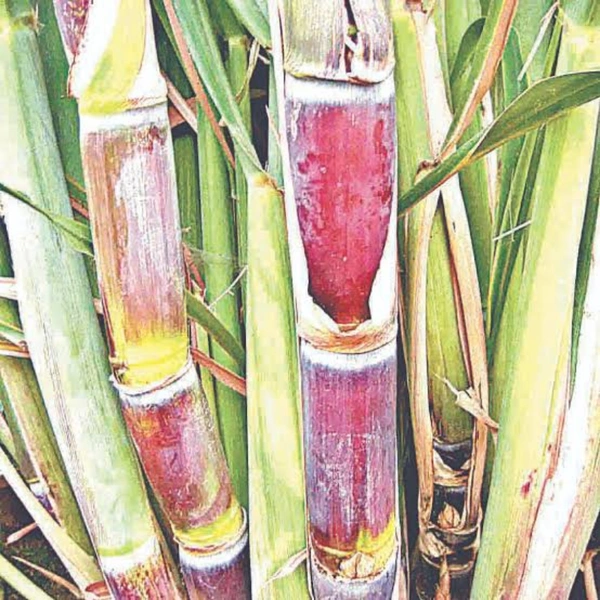 Sugarcane - 1 pcs