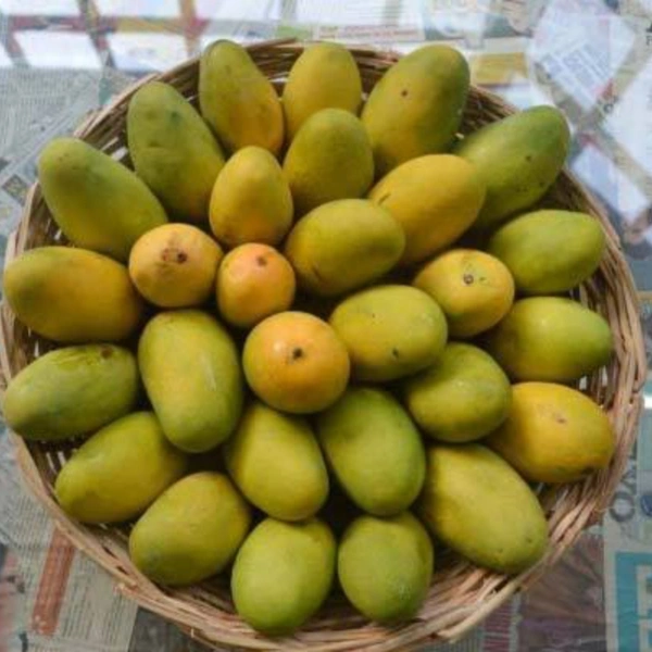 आम दशेरि - Dasheri 1 kg